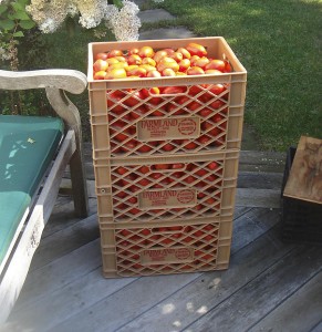 tomatoes ready for washing