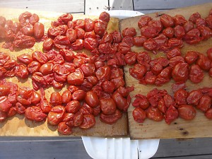 draining the tomatoes