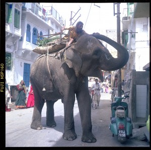 street_elephant