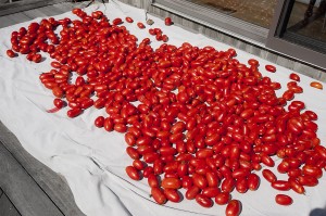 red_tomatoes ripening