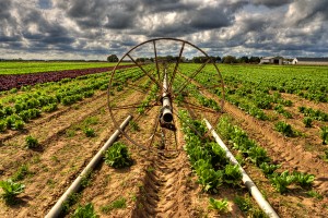 irrigation