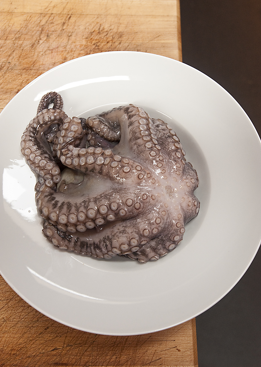 octopus_sm